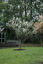 White Redbud (Cercis canadensis 'Alba') at Strader's Garden Centers