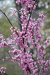 Forest Pansy Redbud (Cercis canadensis 'Forest Pansy') at Strader's Garden Centers