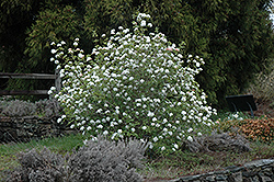 Koreanspice Viburnum (Viburnum carlesii) at Strader's Garden Centers
