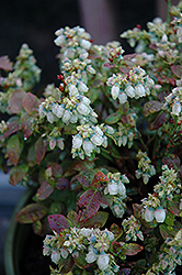 Jelly Bean Blueberry (Vaccinium 'ZF06-179') at Strader's Garden Centers