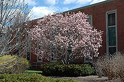 Saucer Magnolia (Magnolia x soulangeana) at Strader's Garden Centers