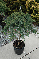 Dwarf Japanese garden Juniper (tree form) (Juniperus procumbens 'Nana (tree form)') at Strader's Garden Centers
