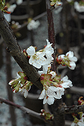 Stella Cherry (Prunus avium 'Stella') at Strader's Garden Centers