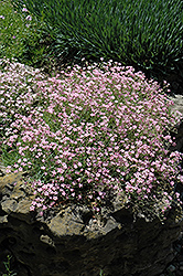 Pink Creeping Baby's Breath (Gypsophila repens 'Rosea') at Strader's Garden Centers