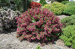 Minuet Weigela (Weigela florida 'Minuet') at Strader's Garden Centers