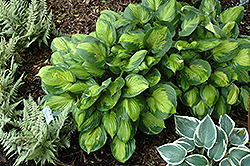 Captain Kirk Hosta (Hosta 'Captain Kirk') at Strader's Garden Centers