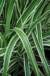 Cosmopolitan Maiden Grass (Miscanthus sinensis 'Cosmopolitan') at Strader's Garden Centers