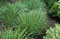 Cheyenne Sky Switch Grass (Panicum virgatum 'Cheyenne Sky') at Strader's Garden Centers