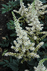 Visions in White Chinese Astilbe (Astilbe chinensis 'Visions in White') at Strader's Garden Centers