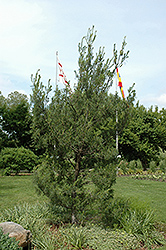 Twisted White Pine (Pinus strobus 'Contorta') at Strader's Garden Centers
