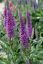 Purpleicious Speedwell (Veronica 'Purpleicious') at Strader's Garden Centers