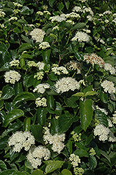 Raspberry Tart Viburnum (Viburnum dentatum 'Rastzam') at Strader's Garden Centers