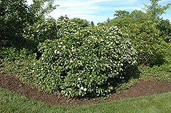 Raspberry Tart Viburnum (Viburnum dentatum 'Rastzam') at Strader's Garden Centers