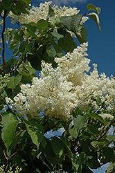 Ivory Silk Tree Lilac (tree form) (Syringa reticulata 'Ivory Silk (tree form)') at Strader's Garden Centers