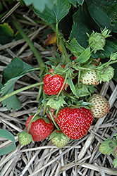 Loran Strawberry (Fragaria 'Loran') at Strader's Garden Centers