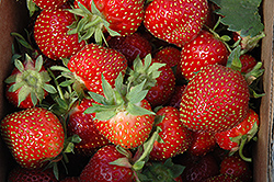 Allstar Strawberry (Fragaria 'Allstar') at Strader's Garden Centers