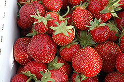 Seascape Strawberry (Fragaria 'Seascape') at Strader's Garden Centers