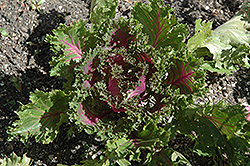 Glamour Red Kale (Brassica oleracea var. acephala 'Glamour Red') at Strader's Garden Centers