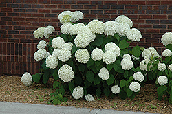 Incrediball Hydrangea (Hydrangea arborescens 'Abetwo') at Strader's Garden Centers