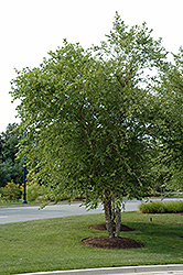 River Birch (clump) (Betula nigra '(clump)') at Strader's Garden Centers