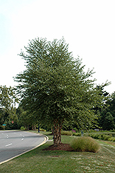 Dura Heat River Birch (clump) (Betula nigra 'Dura Heat (clump)') at Strader's Garden Centers