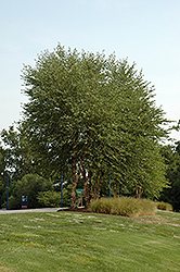Heritage River Birch (clump) (Betula nigra 'Heritage (clump)') at Strader's Garden Centers