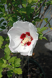 Red Heart Rose Of Sharon (Hibiscus syriacus 'Red Heart') at Strader's Garden Centers