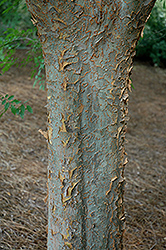 Bosque Elm (Ulmus parvifolia 'Bosque') at Strader's Garden Centers