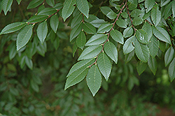 Bosque Elm (Ulmus parvifolia 'Bosque') at Strader's Garden Centers