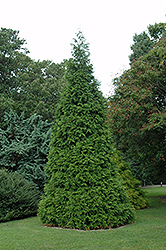 Green Giant Arborvitae (Thuja 'Green Giant') at Strader's Garden Centers