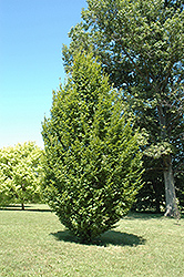 Frans Fontaine Hornbeam (Carpinus betulus 'Frans Fontaine') at Strader's Garden Centers