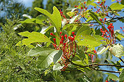 Sassafras (Sassafras albidum) at Strader's Garden Centers