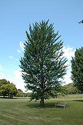 Princeton Sentry Ginkgo (Ginkgo biloba 'Princeton Sentry') at Strader's Garden Centers