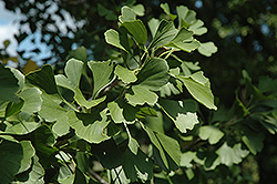 Princeton Sentry Ginkgo (Ginkgo biloba 'Princeton Sentry') at Strader's Garden Centers