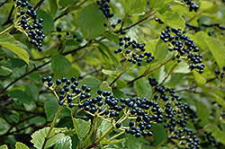 Raspberry Tart Viburnum (Viburnum dentatum 'Rastzam') at Strader's Garden Centers