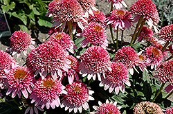 Butterfly Kisses Coneflower (Echinacea purpurea 'Butterfly Kisses') at Strader's Garden Centers