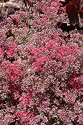 Rosy Glow Stonecrop (Sedum 'Rosy Glow') at Strader's Garden Centers