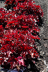 Dolce Creme Brulee Coral Bells (Heuchera 'Tnheu041') at Strader's Garden Centers