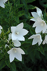 Fuji White Balloon Flower (Platycodon grandiflorus 'Fuji White') at Strader's Garden Centers