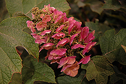 Ruby Slippers Hydrangea (Hydrangea quercifolia 'Ruby Slippers') at Strader's Garden Centers