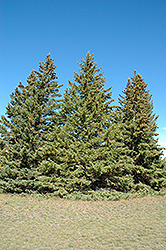 White Spruce (Picea glauca) at Strader's Garden Centers