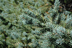 White Spruce (Picea glauca) at Strader's Garden Centers