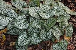 Jack Frost Bugloss (Brunnera macrophylla 'Jack Frost') at Strader's Garden Centers