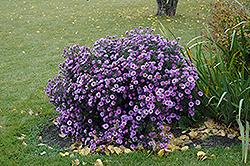 Purple Dome Aster (Symphyotrichum novae-angliae 'Purple Dome') at Strader's Garden Centers