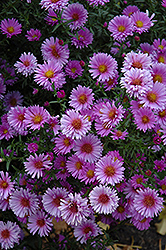 Purple Dome Aster (Symphyotrichum novae-angliae 'Purple Dome') at Strader's Garden Centers