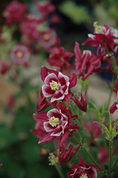 Winky Red And White Columbine (Aquilegia 'Winky Red And White') at Strader's Garden Centers
