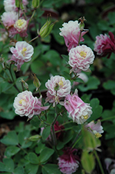 Winky Double Rose And White Columbine (Aquilegia 'Winky Double Rose And White') at Strader's Garden Centers