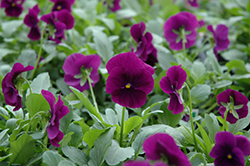 Cool Wave Purple Pansy (Viola x wittrockiana 'PAS1077343') at Strader's Garden Centers