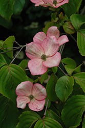 Stellar Pink Flowering Dogwood (Cornus 'Stellar Pink') at Strader's Garden Centers