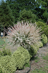 Tricolor Willow (tree form) (Salix integra 'Hakuro Nishiki (tree form)') at Strader's Garden Centers